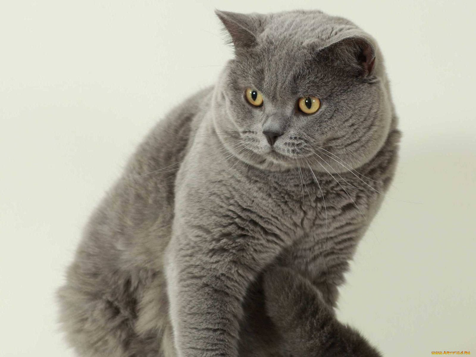 Английский лорд кот